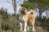 AKITA AMERICAIN 386